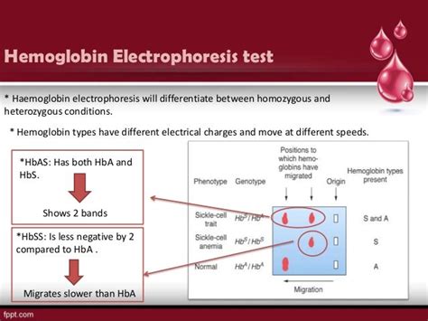 hemoglobin content is assessed in the laboratory by analyzing _____________|hemoglobin fractionation cascade quest.